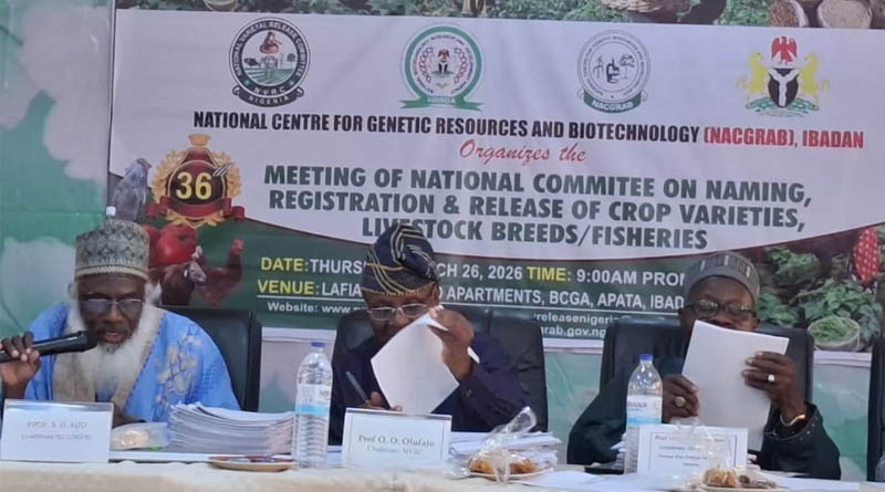 Nigeria Approves High-Performing Groundnut Variety SAMNUT 30 Developed by ICRISAT