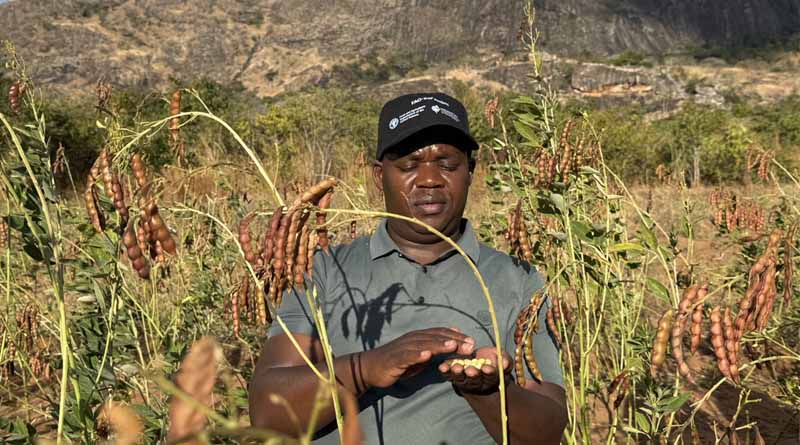 Fixing Seed Systems To Fix Food Security