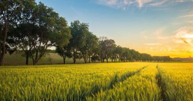 What’s Happening With Kansas Wheat What’s Happening With Kansas Wheat