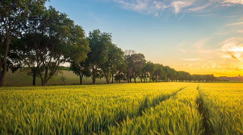 What’s Happening With Kansas Wheat