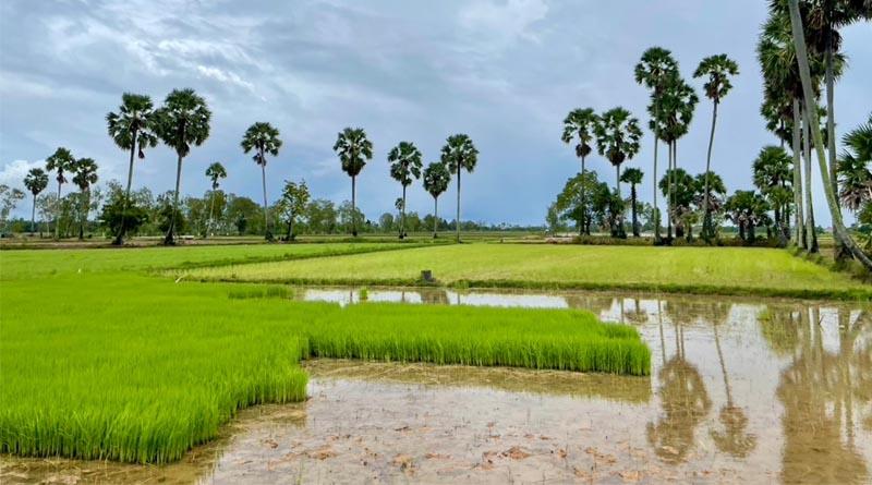 From Innovation to Scale: ASEAN-CGIAR Drives Food Systems Transformation For Regional Food And Nutrition Security
