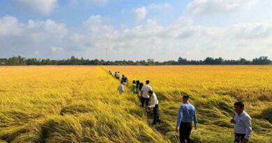 Success of Fertilize Right Pilot in Vietnam’s 1M-Hectare Rice Program Show Better Yields And Incomes Success of Fertilize Right Pilot in Vietnam’s 1M-Hectare Rice Program Show Better Yields And Incomes
