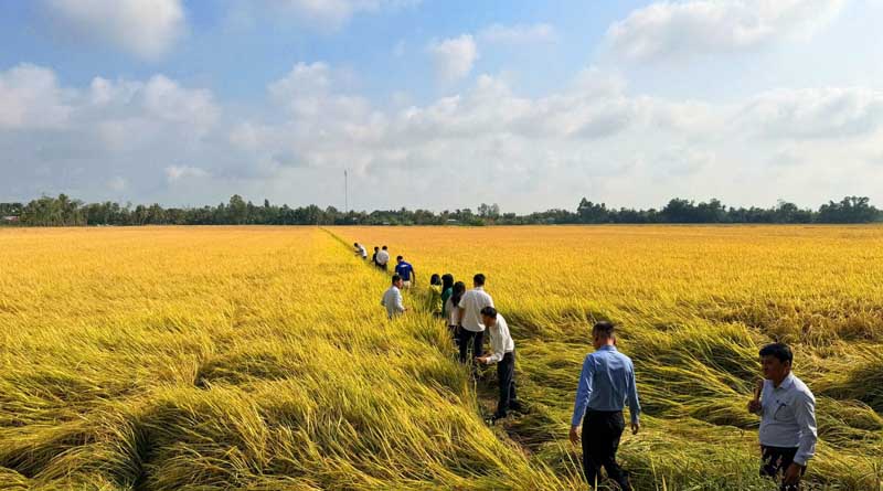 Success of Fertilize Right Pilot in Vietnam’s 1M-Hectare Rice Program Show Better Yields And Incomes