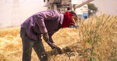 Madhya Pradesh Begins Wheat Procurement Drive, Chief Minister Assures MSP Purchase for 1.90 Million Registered Farmers