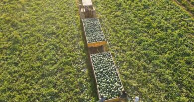 Seedless Is More: How Hazera Is Redefining The Mini Watermelon Category Seedless Is More: How Hazera Is Redefining The Mini Watermelon Category