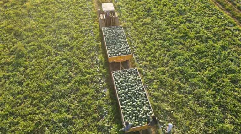 Seedless Is More: How Hazera Is Redefining The Mini Watermelon Category