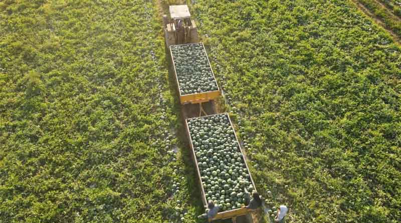 Seedless Is More: How Hazera Is Redefining The Mini Watermelon Category
