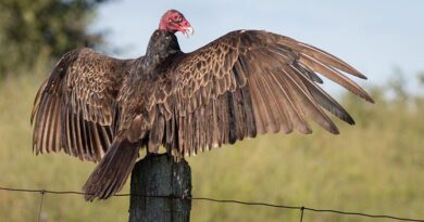Turkey Vultures Are Back In Kansas Turkey Vultures Are Back In Kansas