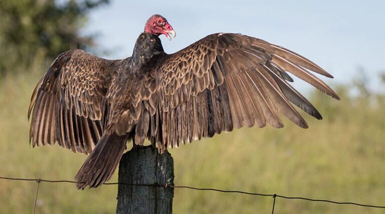Turkey Vultures Are Back In Kansas