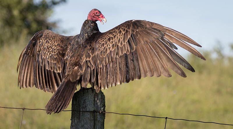 Turkey Vultures Are Back In Kansas