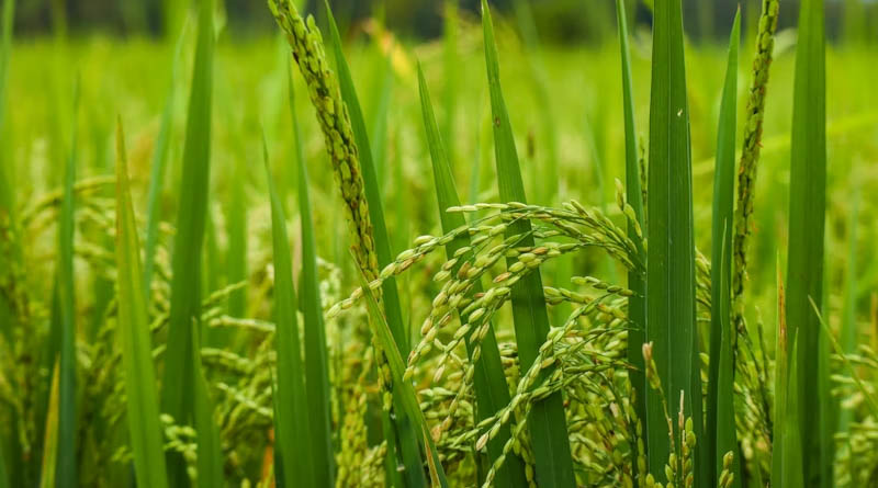 India Summer Crop Sowing Reaches 69.06 Lakh Hectares; Rice Leads, Maize Gains, Moong Expands