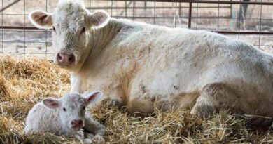 Cattle Chat: What May Be Causing Difficult Births