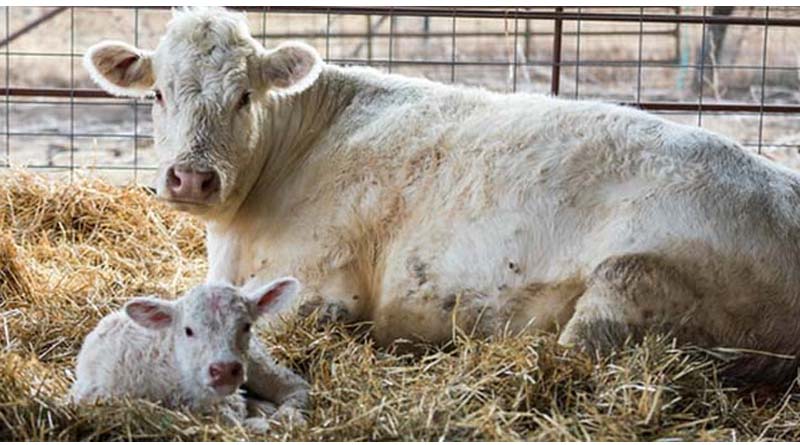 Cattle Chat: What May Be Causing Difficult Births