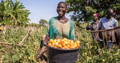 Bayer Foundation and the UN Capital Development Fund announce inaugural investments of the Food Systems Innovation Finance Facility in agri-businesses Omia and SokoFresh