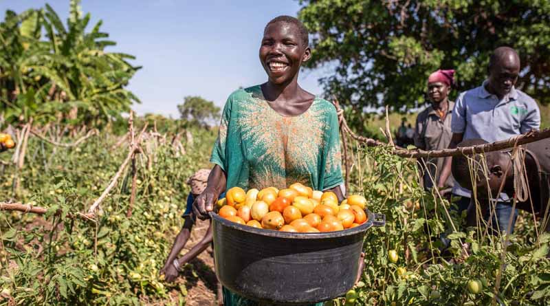 Bayer Foundation and the UN Capital Development Fund announce inaugural investments of the Food Systems Innovation Finance Facility in agri-businesses Omia and SokoFresh