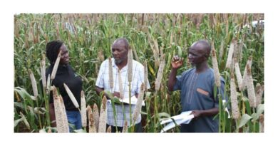 New Hope for Drylands as Pearl Millet Flourishes in Kiboko Fields
