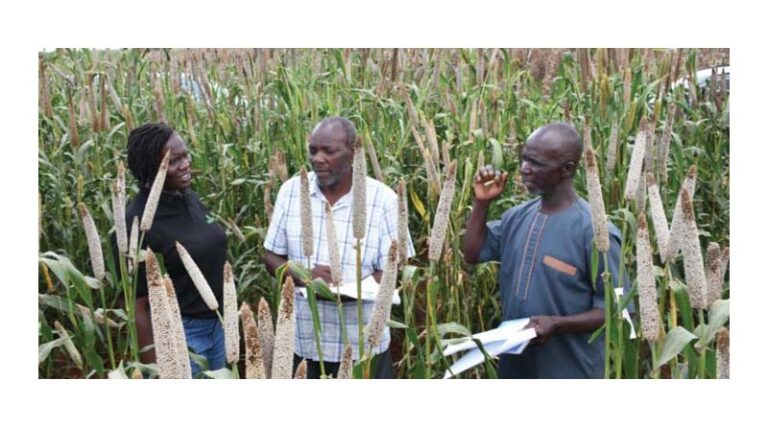 New Hope for Drylands as Pearl Millet Flourishes in Kiboko Fields
