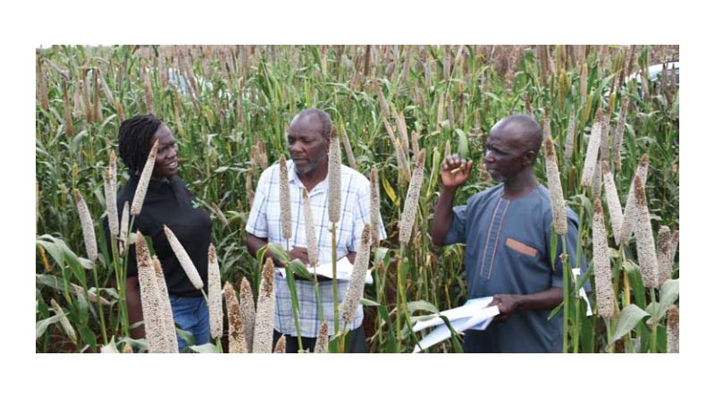 New Hope for Drylands as Pearl Millet Flourishes in Kiboko Fields