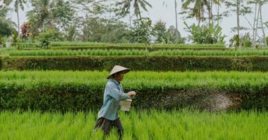 Asia Produces 54% of Global Farm Output, Yet 44% of World’s Food Insecure Live in the Region Asia Produces 54% of Global Farm Output, Yet 44% of World’s Food Insecure Live in the Region