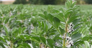 Spring Agronomy Action To Boost Beans Performance
