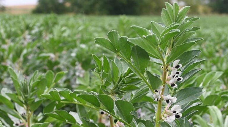Spring Agronomy Action To Boost Beans Performance
