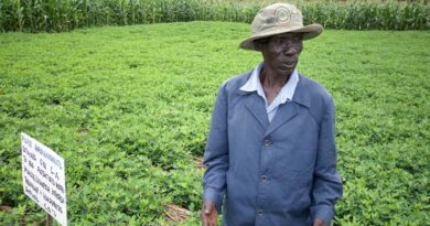 Africa’s Forgotten Crops Could Be The Future Of Food Security