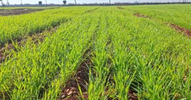 Restoring Syria’s Seed Systems