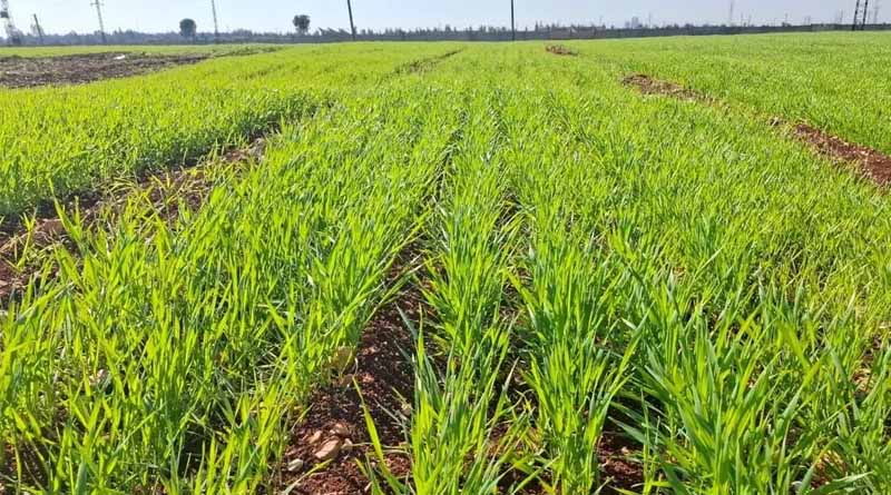 Restoring Syria’s Seed Systems