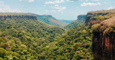 Verra Approves World’s First Carbon Credits Under New ARR Methodology VM0047 for Brazil Cerrado Project
