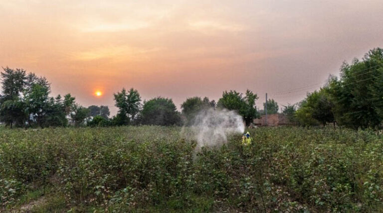 How Social and Behaviour Change Communication is changing pesticide use in Pakistan
