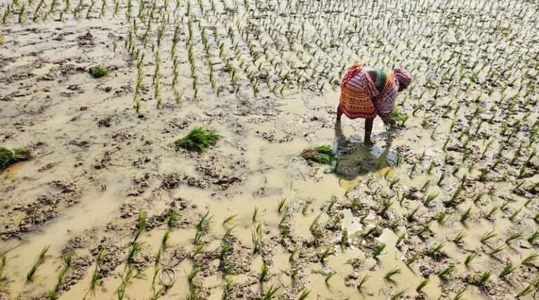 India: Maharashtra Agri-Input Sector Announces April 27 Shutdown Amid ‘Inspector Raj’ Concerns