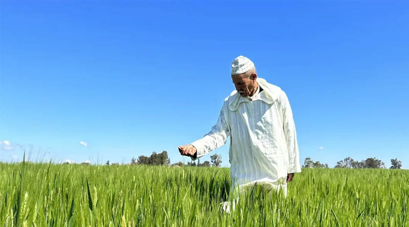 Food Systems Under Strain: Navigating Conflict, Climate, And Scarcity