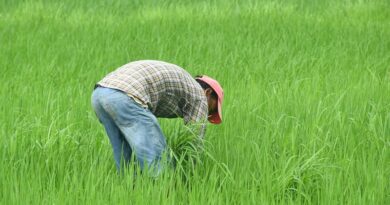 Ensuring Timely Availability of Quality Seeds to Farmers is the Government’s Priority: Agriculture Minister
