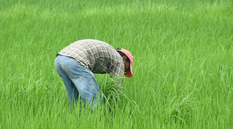 Ensuring Timely Availability of Quality Seeds to Farmers is the Government’s Priority: Agriculture Minister