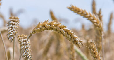Government Clarifies Wheat Production Scenario 2025–26; Crop Remains Resilient Despite Weather Variations