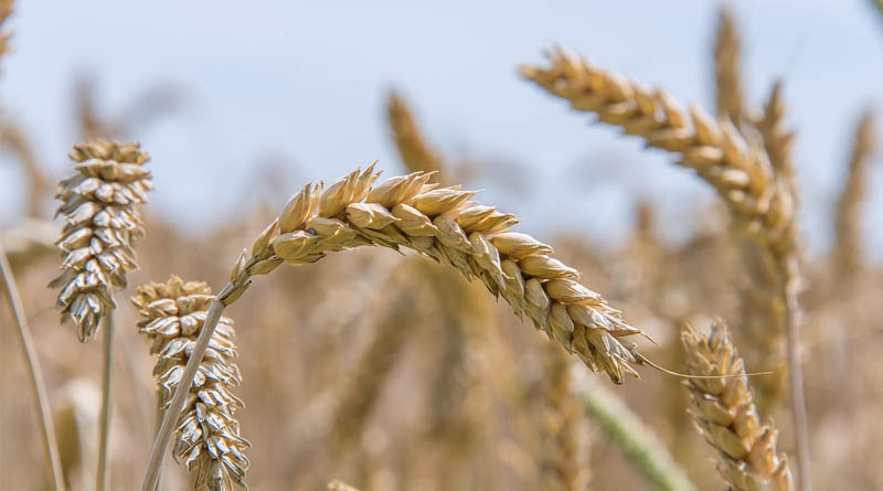 Government Clarifies Wheat Production Scenario 2025–26; Crop Remains Resilient Despite Weather Variations