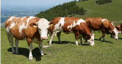 The Last Unverified Data Point in the Global Beef Supply Chain The Last Unverified Data Point in the Global Beef Supply Chain