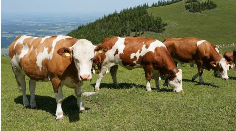 The Last Unverified Data Point in the Global Beef Supply Chain