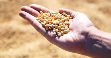 Argentina Soybean Estimate Unchanged at 48.0 Million Tons Argentina Soybean Estimate Unchanged at 48.0 Million Tons