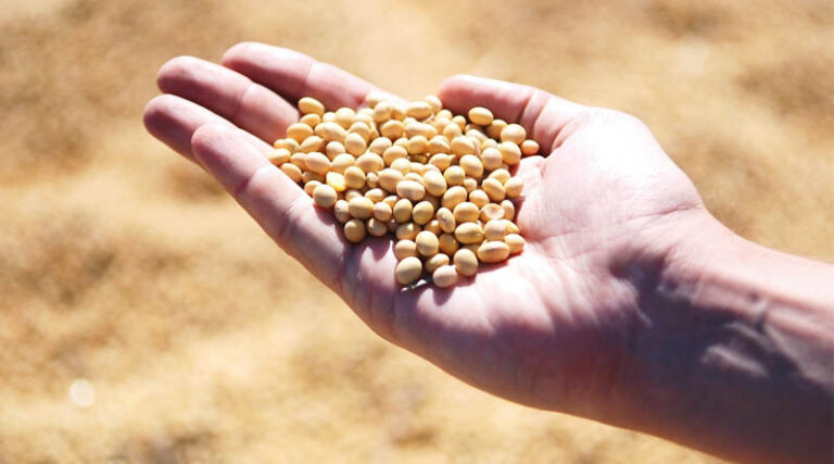 Argentina Soybean Estimate Unchanged at 48.0 Million Tons