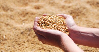 Brazil Corn Estimate Unchanged at 134.0 Million Tons