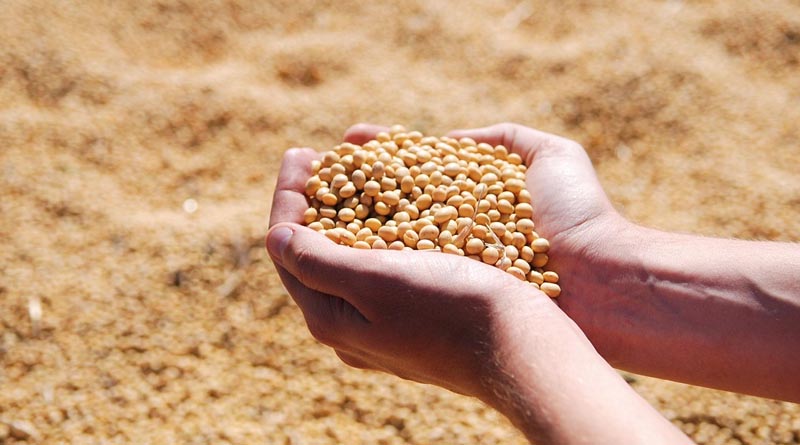 Brazil Corn Estimate Unchanged at 134.0 Million Tons