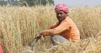 Indian Government Says 33.4 Million Hectare of Wheat Crop Remains Resilient Despite Heat Stress