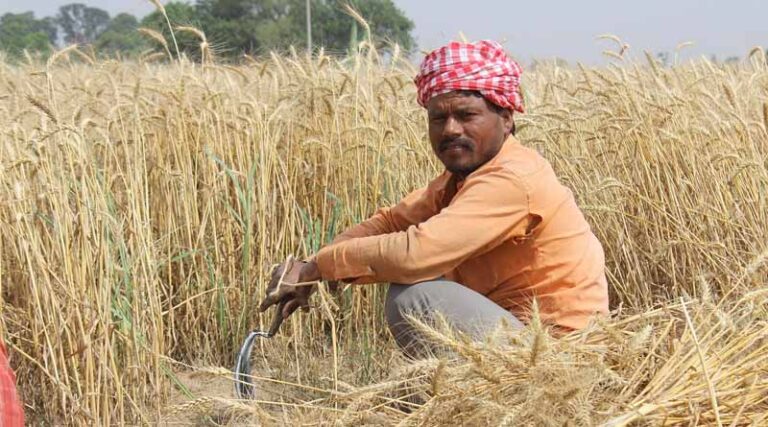 Indian Government Says 33.4 Million Hectare of Wheat Crop Remains Resilient Despite Heat Stress