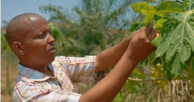 Supporting Farmers In Burundi With Plant Health Knowledge On Major Pests And Diseases Supporting Farmers In Burundi With Plant Health Knowledge On Major Pests And Diseases