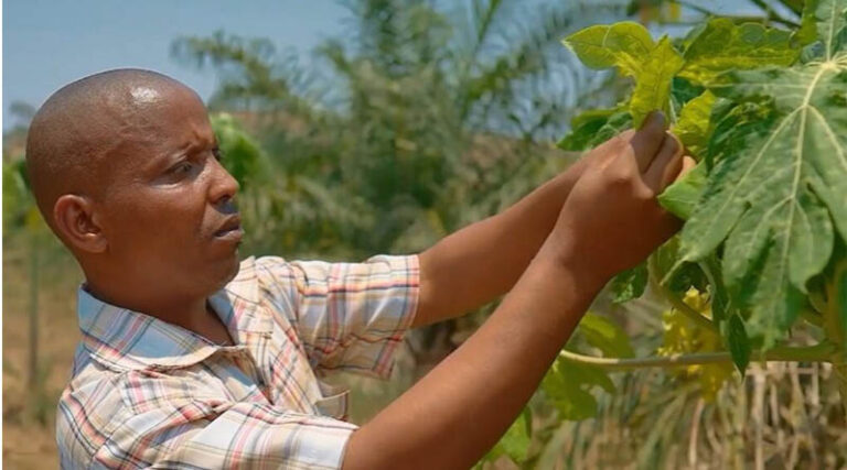Supporting Farmers In Burundi With Plant Health Knowledge On Major Pests And Diseases