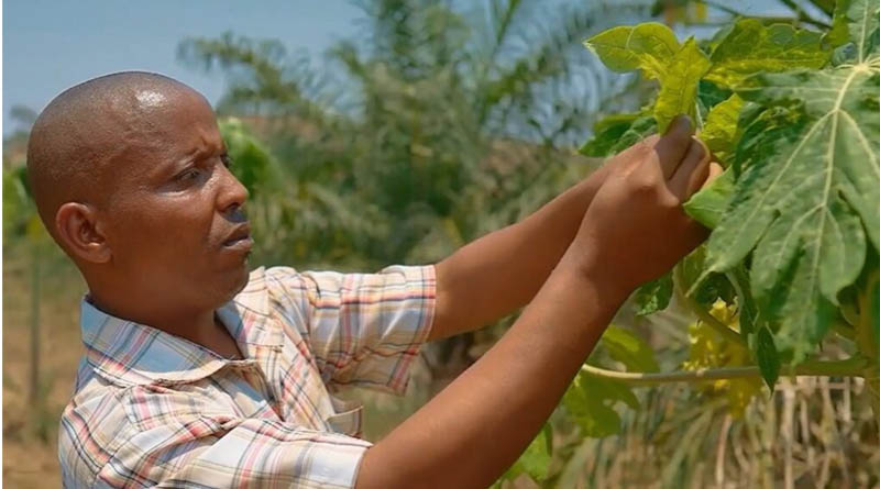 Supporting Farmers In Burundi With Plant Health Knowledge On Major Pests And Diseases