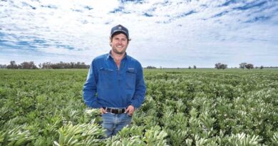 Nodulation Issues Fail To Dim Faba Bean Enthusiasm Nodulation Issues Fail To Dim Faba Bean Enthusiasm