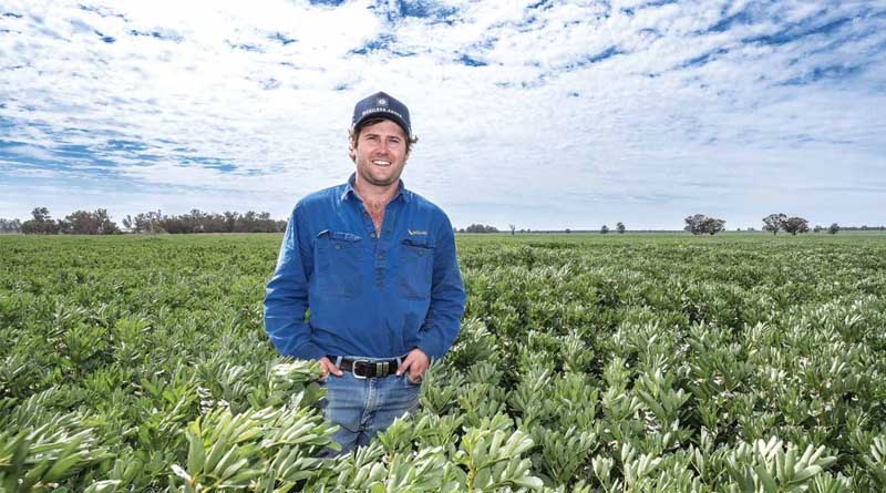 Nodulation Issues Fail To Dim Faba Bean Enthusiasm