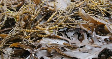 Seaweed Polysaccharides: India’s Sustainable Answer to Plastic Pollution